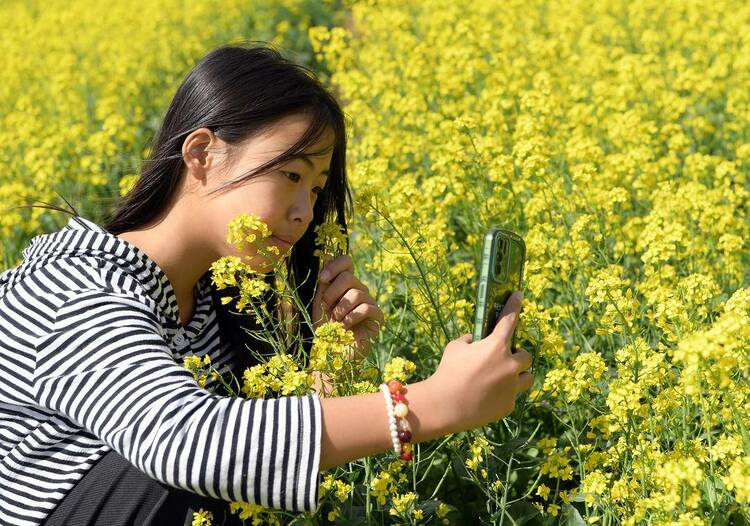 朝陽：花海如畫客自來