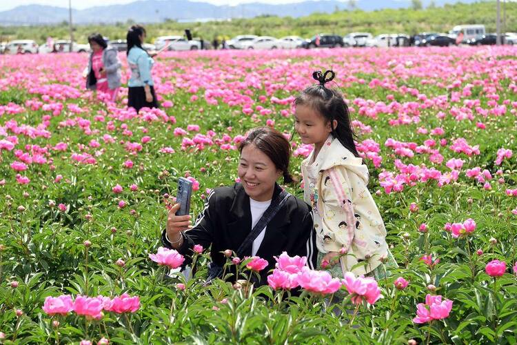 朝陽：花海如畫客自來