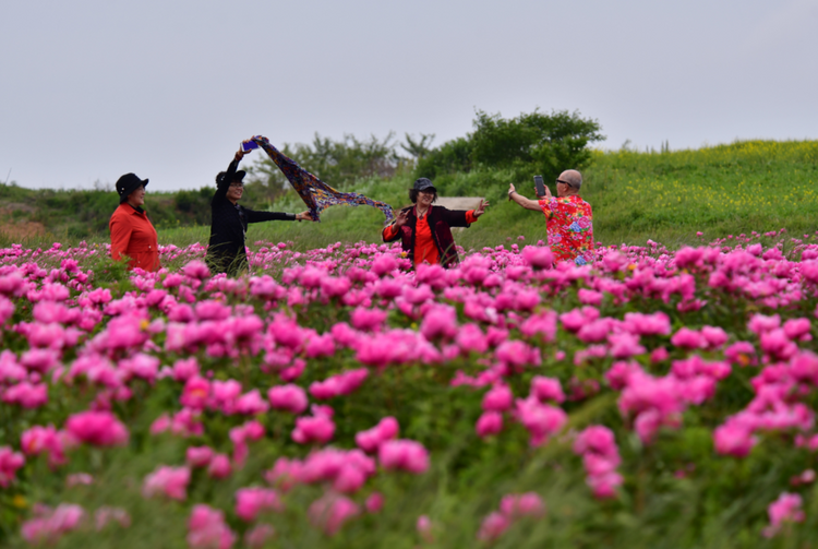 東港北井子鎮：芍藥花開惹人醉，姹紫嫣紅入畫來