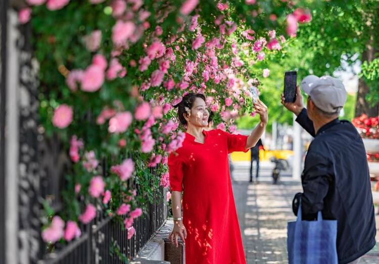 丹東：薔薇花滿墻，打卡正當時