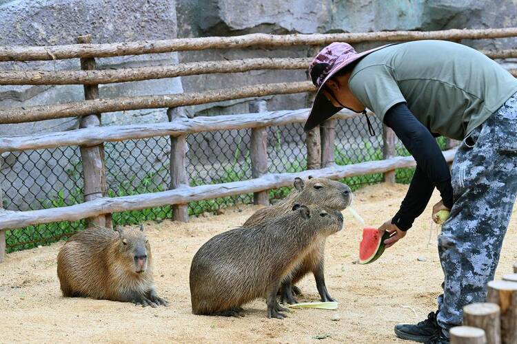 瀋陽森林動物園：夏日避暑各有妙招