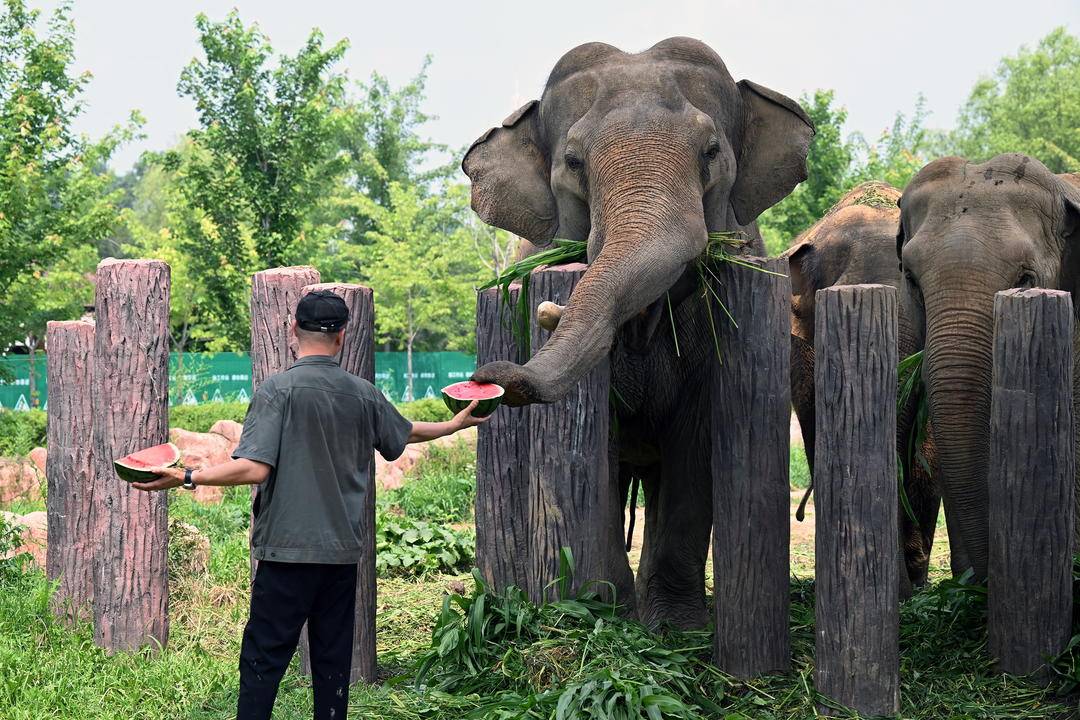 瀋陽森林動物園：夏日避暑各有妙招