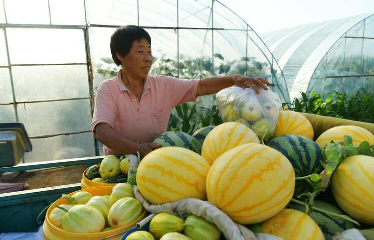 朝陽：夏日豐收景，大地美如畫