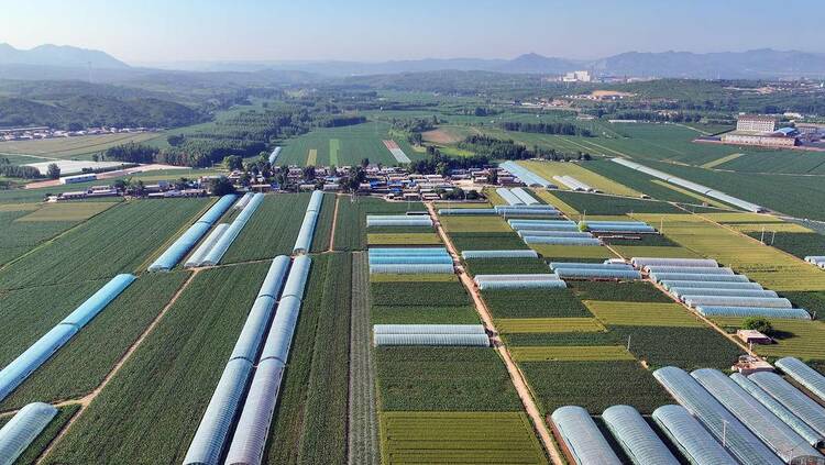 朝陽：夏日豐收景，大地美如畫