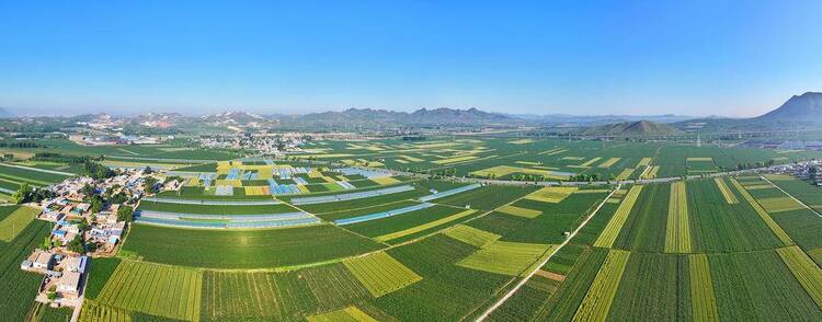 朝陽：夏日豐收景，大地美如畫