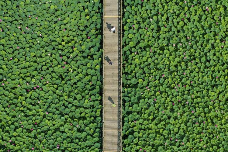 遼河七星湖景區：3000畝荷花如約綻放