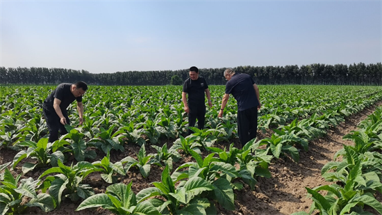 鐵嶺昌圖縣煙草專賣局（分公司）“三強化”推進煙葉優化結構工作_fororder_鐵嶺煙草