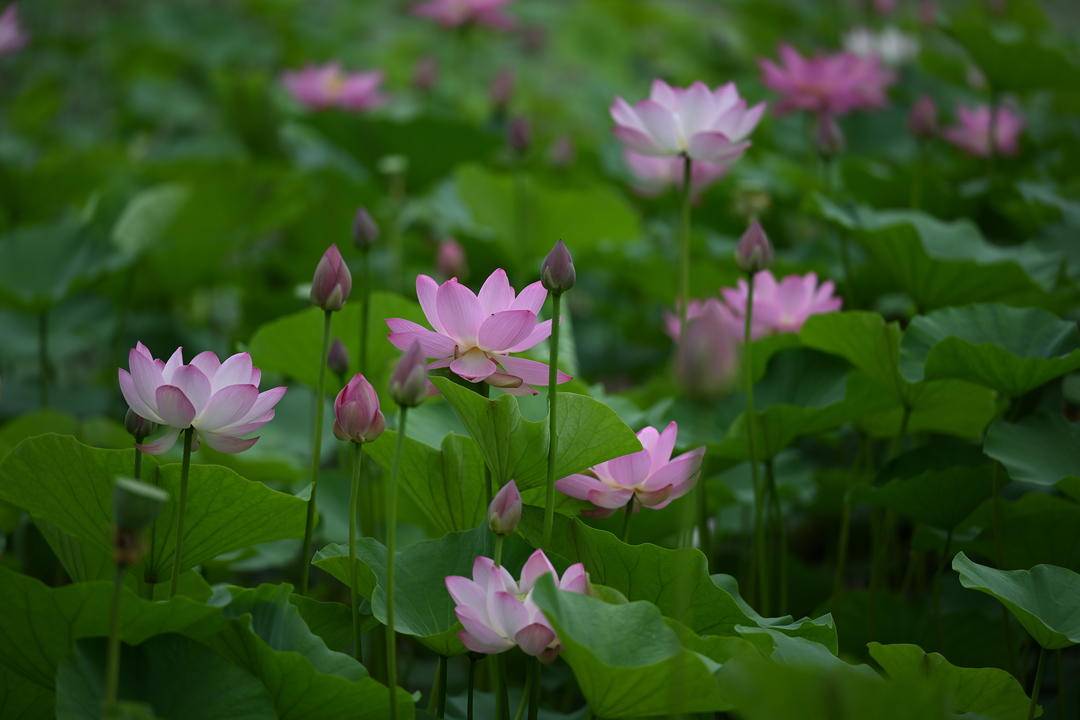 瀋陽：接天蓮葉映日花