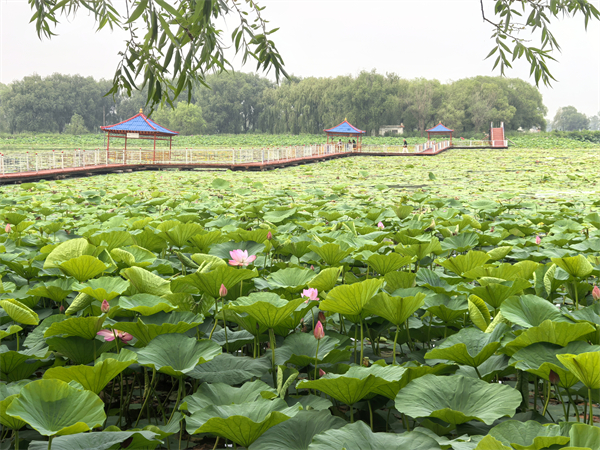 新民市第二十三屆荷花旅遊文化節暨“魚與自然”文化節開幕_fororder_新民荷花節2