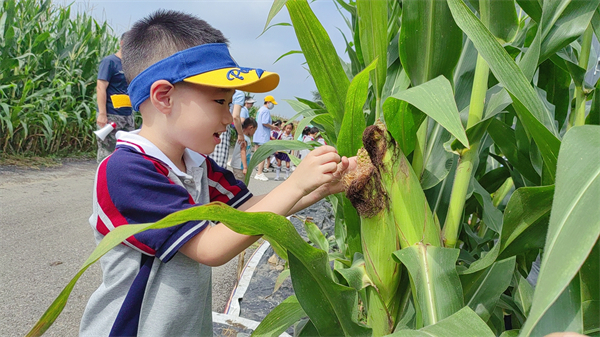 瀋陽市蘇家屯區實驗幼兒園開展掰玉米勞動實踐研學活動_fororder_玉米3