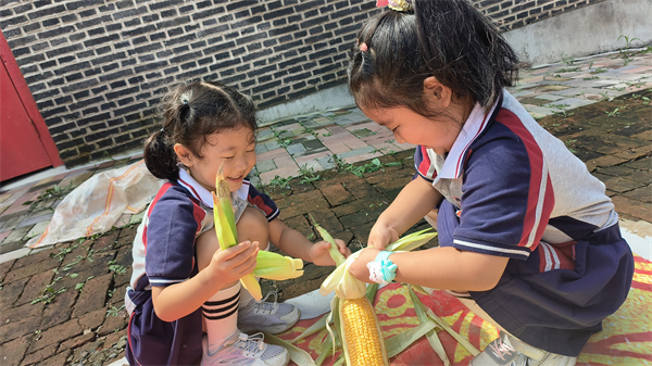 瀋陽市蘇家屯區實驗幼兒園開展掰玉米勞動實踐研學活動_fororder_玉米5