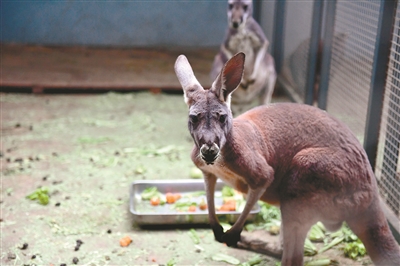 瀋陽野生動物住暖房、泡“溫泉”過冬