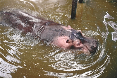 瀋陽野生動物住暖房、泡“溫泉”過冬