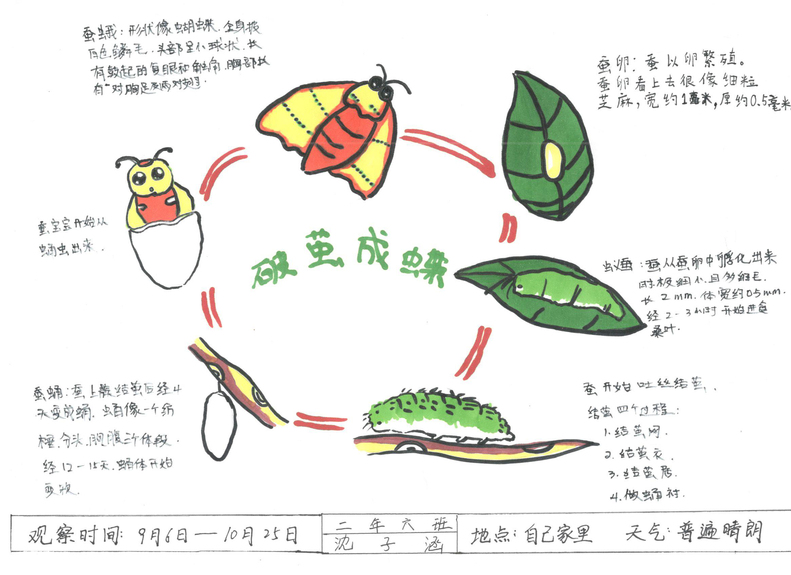 手繪夢想匯聚希望 瀋陽市青少年自然筆記大賽二等獎作品揭曉