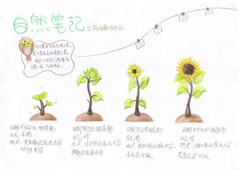 手繪夢想匯聚希望 瀋陽市青少年自然筆記大賽二等獎作品揭曉