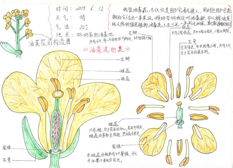 手繪夢想匯聚希望 瀋陽市青少年自然筆記大賽二等獎作品揭曉