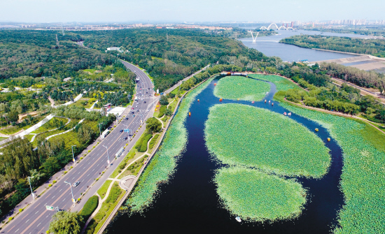 瀋陽東湖荷花池美景如畫