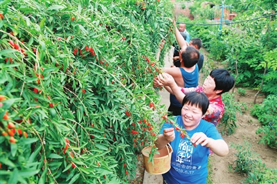 鐵嶺楊木林子村枸杞採摘園引來八方採摘客