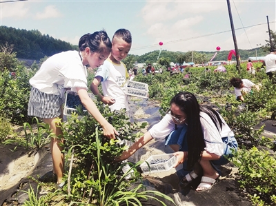 新賓藍莓採摘節啟幕