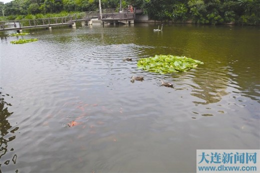 “整容”後大連前關濕地公園又漂亮又乾淨