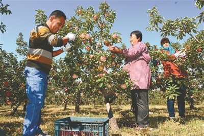 沈北新區金秋採摘節啟動 農業+旅遊 農民增收益得實惠