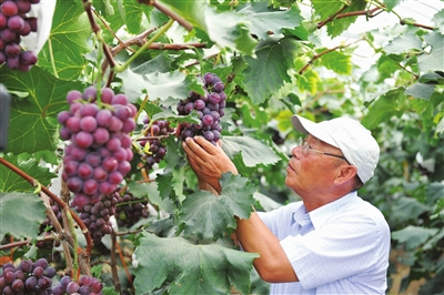 滿園葡萄香 甜蜜生活來 ——看燈塔葡萄産業如何實現“三級跳”