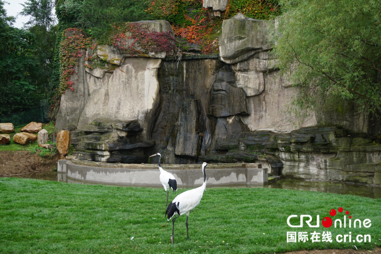 國慶到瀋陽鳥島和千余只珍稀鳥禽“親密接觸”