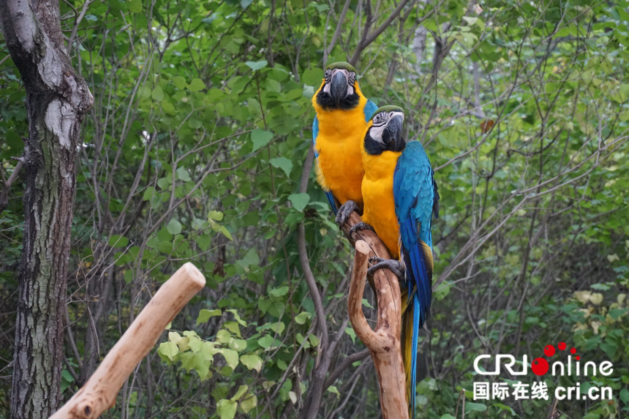 國慶到瀋陽鳥島和千余只珍稀鳥禽“親密接觸”