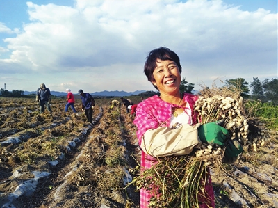 馮家屯村花生喜獲豐收