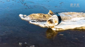 遼寧盤錦：約200隻斑海豹享受“日光浴”