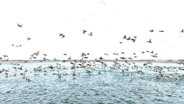 瀋陽：珍珠湖鳥浪來襲