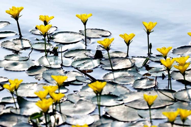 千年荇菜，花開淩河
