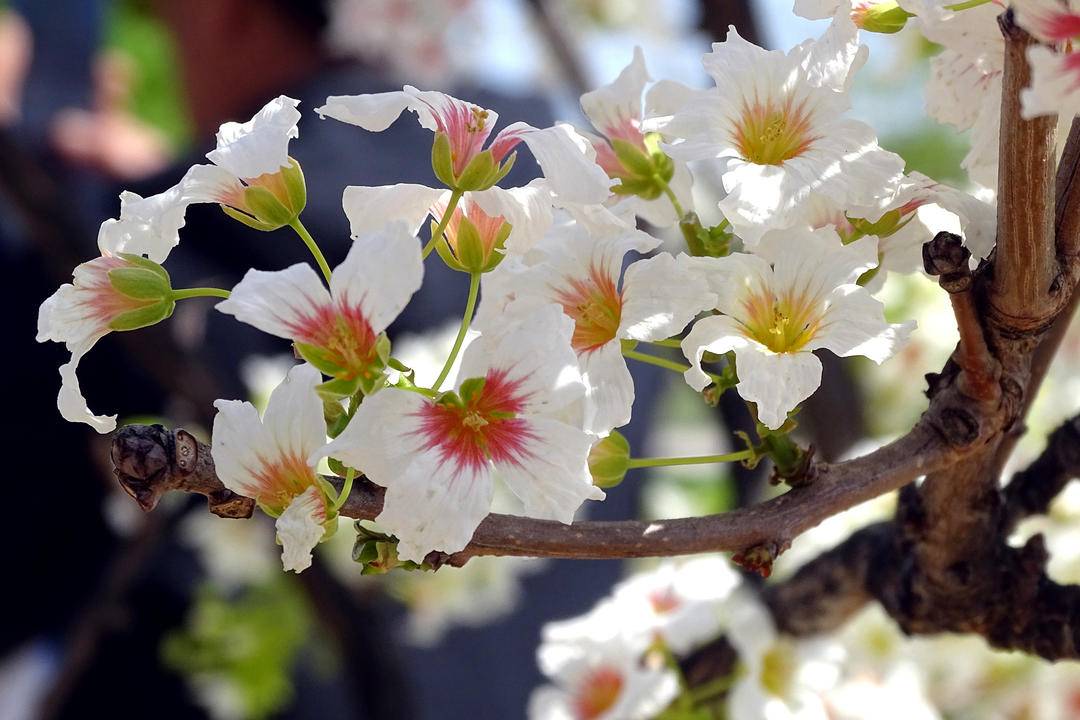 “東方神樹”，花開四色