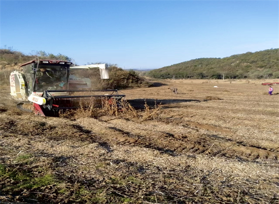 金秋奏響樂章 豐收“豆”志昂揚_fororder_普蘭店豆圖.JPG