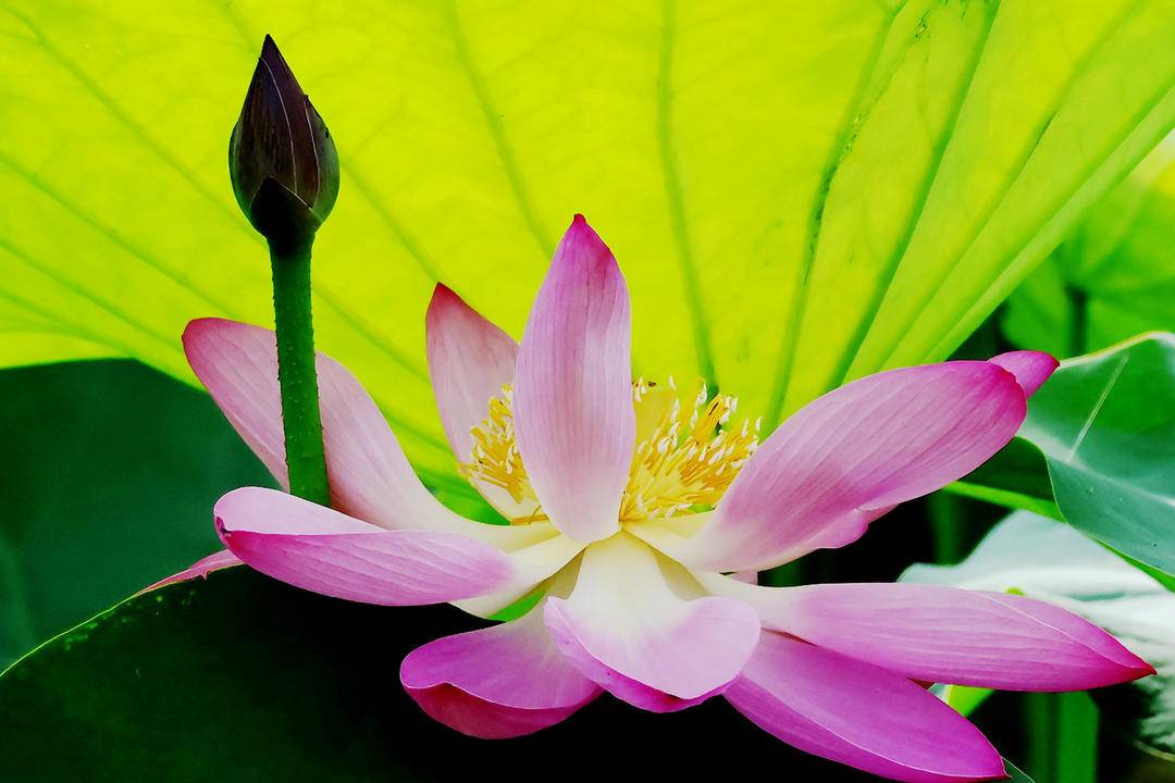 朝陽：荷花勝景，七月詩行
