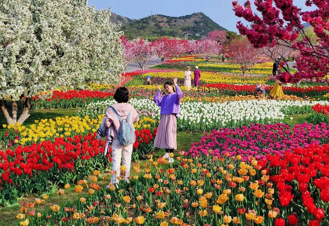 大連英歌石植物園化身“莫奈花園”