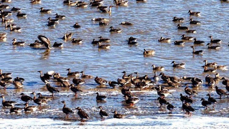 盤錦:成群候鳥壯觀遷徙