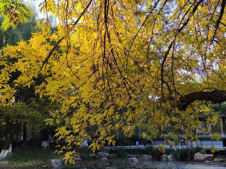 朝陽,一城秋色動人心!