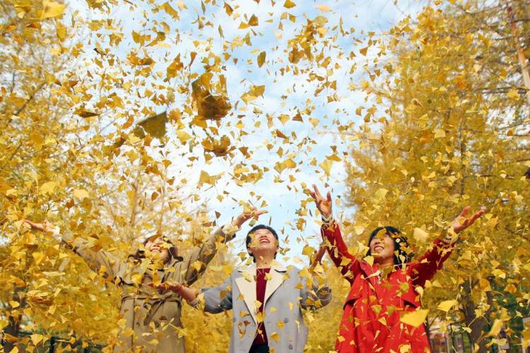 秋日限定款,漫天飛舞的金色浪漫