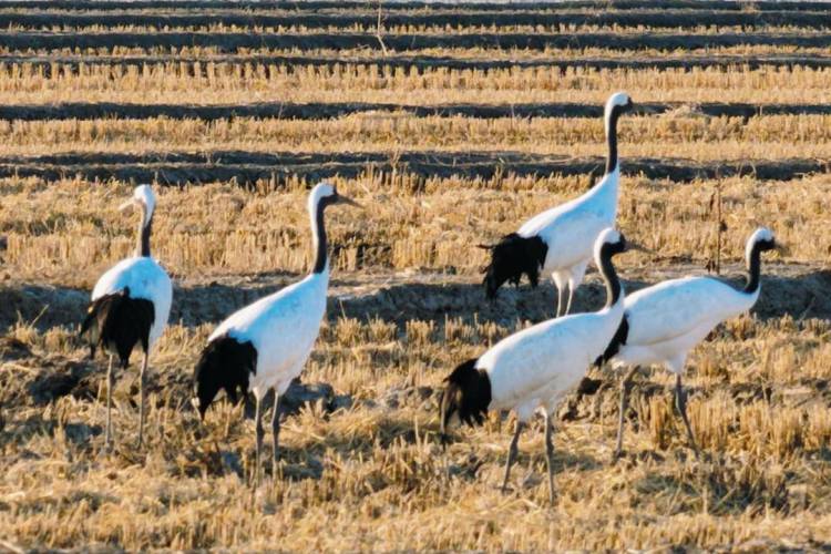 鶴群越冬遼河三角洲