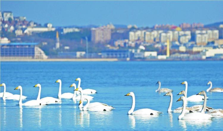 大連旅順老虎尾濕地越冬天鵝變多了