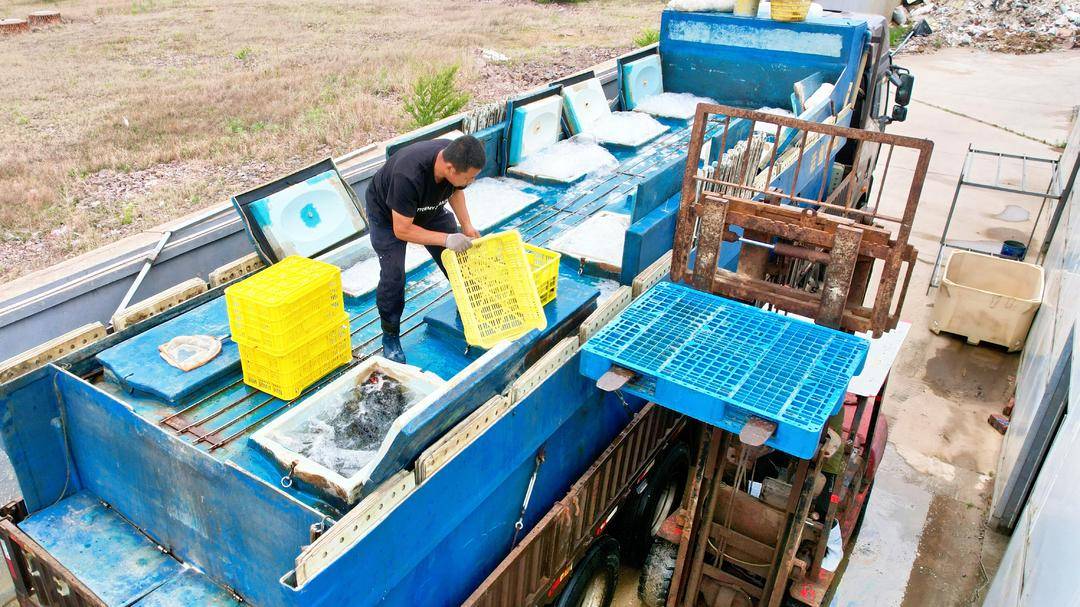 “南魚北養”！興城石斑魚成功上市