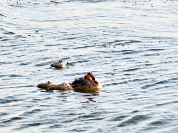 阜新玉龍湖：鳳頭䴙䴘育雛忙