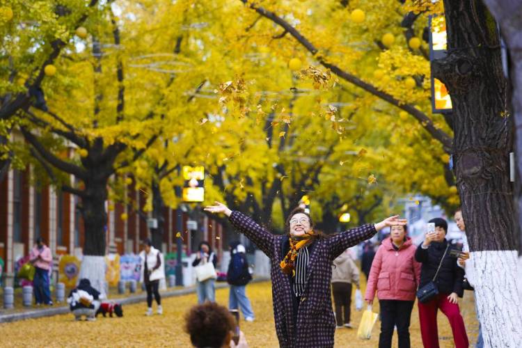 丹東百年銀杏鋪就“黃金大道”