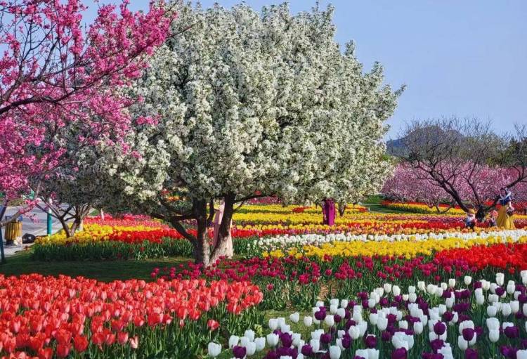 大連英歌石植物園化身“莫奈花園”