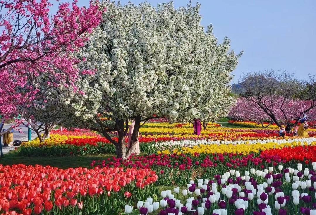 大連英歌石植物園化身“莫奈花園”