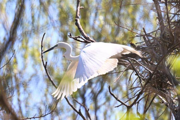盤錦：十萬隻鷺鳥靜待遊客