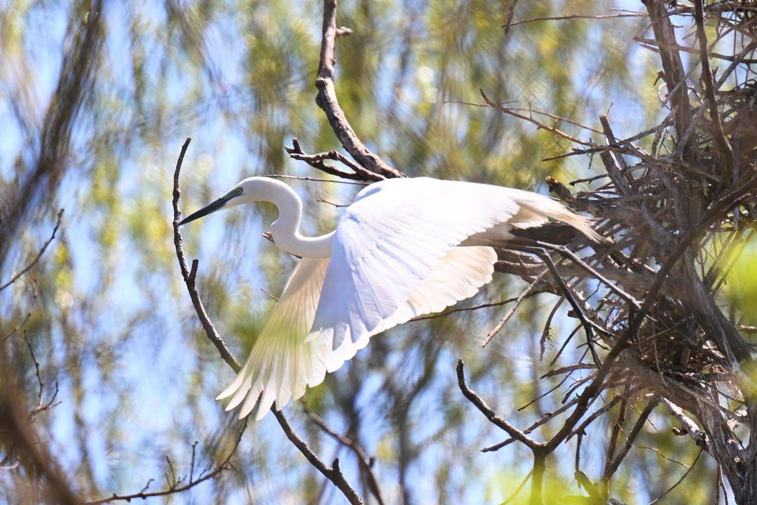 盤錦：十萬隻鷺鳥靜待遊客