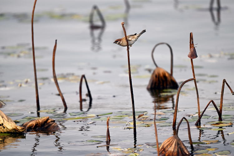 “雀”躍荷塘_fororder_麻雀2