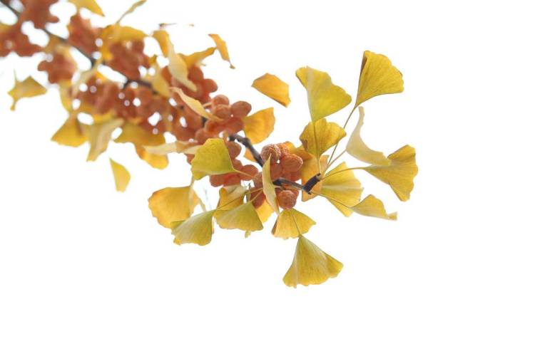 秋日限定款,漫天飛舞的金色浪漫